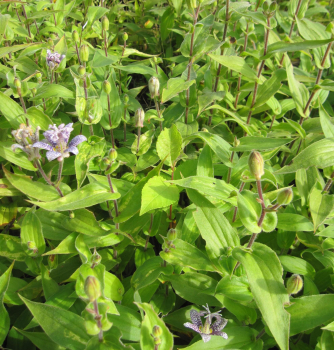 Preview: Tricyrtis hirta 2